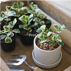 25usd Ngryise 5Pcs A Set heart shape ficus plant