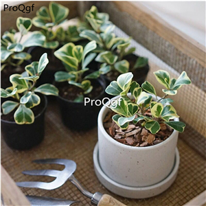 25usd Ngryise 5Pcs A Set heart shape ficus plant
