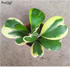 18usd Prodgf 3Pcs A Set heart shape rare Hoya kerrii plant