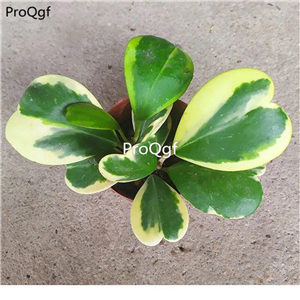 18usd Prodgf 3Pcs A Set heart shape rare Hoya kerrii plant