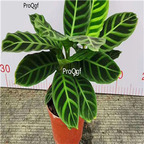 19usd Ngryise 3Pcs A Set velvet Maranta arundinacea plant