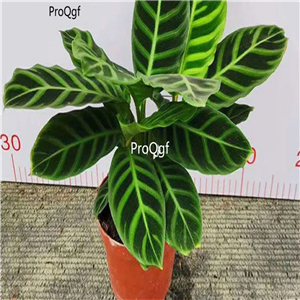19usd Ngryise 3Pcs A Set velvet Maranta arundinacea plant