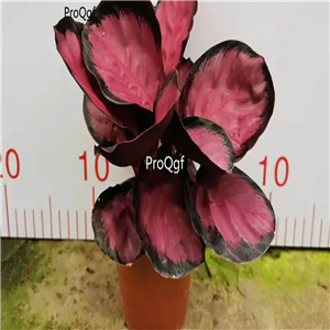 18usd Ngryise 3Pcs A Set purple Maranta arundinacea plant