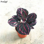 19usd Ngryise 3Pcs A Set purple green stripe Maranta arundinacea plant
