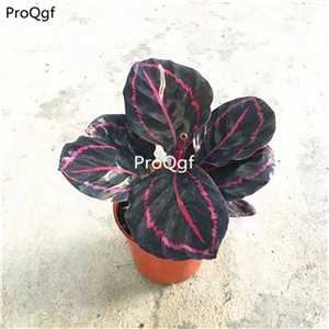 19usd Ngryise 3Pcs A Set purple green stripe Maranta arundinacea plant