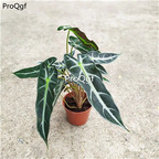 18usd Ngryise 3Pcs A Set xiaoxiannv Maranta arundinacea plant