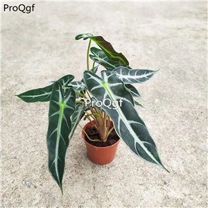 18usd Ngryise 3Pcs A Set xiaoxiannv Maranta arundinacea plant