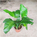 29usd Ngryise 2Pcs A Set masaike rare Maranta arundinacea plant