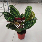 29usd Ngryise 2Pcs A Set caihong rare Maranta arundinacea plant