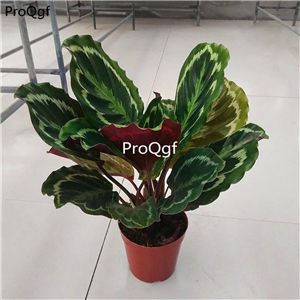 29usd Ngryise 2Pcs A Set caihong rare Maranta arundinacea plant
