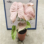 29usd Ngryise 2Pcs A Set pink Maranta arundinacea plant