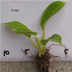 29usd Ngryise 2Pcs A Set when grow up is gold color Maranta arundinacea plant