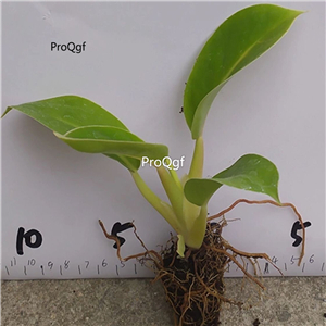 29usd Ngryise 2Pcs A Set when grow up is gold color Maranta arundinacea plant