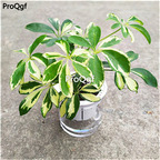 19usd Prodgf 300Pcs A Set gold green double Schefflera octophylla yinbiancui seed