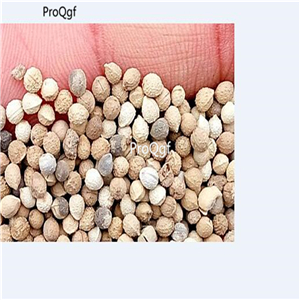 19usd Prodgf 300Pcs A Set gold green double Schefflera octophylla yinbiancui seed