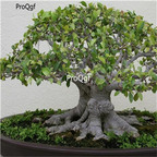 19usd Prodgf 3000Pcs A Set Ficus Microcarpa Chinese Banyan Curtain Fig Xi-Yerong seed