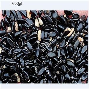 19usd Prodgf 3000Pcs A Set Ficus Microcarpa Chinese Banyan Curtain Fig Xi-Yerong seed