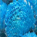 19usd Prodgf 2000Pcs A Set rare world species chrysanthemum heixin seed