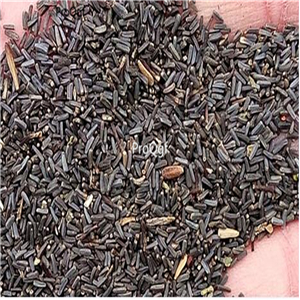 19usd Prodgf 2000Pcs A Set rare world species chrysanthemum heixin seed