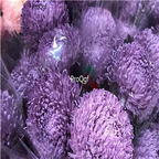 19usd Prodgf 2000Pcs A Set lovely rare world species chrysanthemum heixin