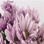 19usd Ngryise 6000Pcs A Set netherland rare shining chrysanthemum wuseju seed