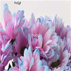 19usd Ngryise 6000Pcs A Set netherland rare shining chrysanthemum wuseju seed