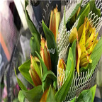 12usd Ngryise 20Pcs A Set rare lily flower bulb