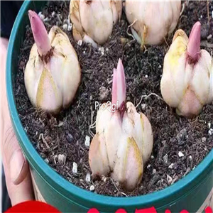 12usd Ngryise 20Pcs A Set rare lily flower bulb