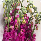 19usd Prodgf 8000Pcs A Set Matthiola incana violet seed