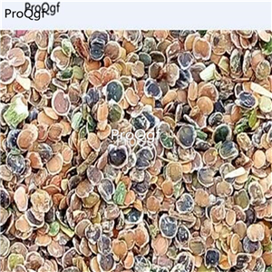 19usd Prodgf 8000Pcs A Set Matthiola incana violet seed