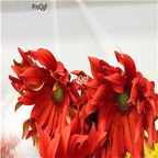 19usd Prodgf 8000Pcs A Set Curved leaf heixin african chrysanthemum seed