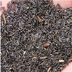 19usd Prodgf 8000Pcs A Set Curved leaf heixin african chrysanthemum seed