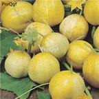19usd Prodgf 6000Pcs A Set lemon cucumber seed