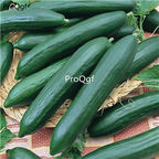 19usd Prodgf 6000Pcs A Set united states sweet  cucumber seed
