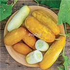 19usd Prodgf 6000Pcs A Set russia dark yellow  cucumber seed