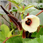 19usd Prodgf 6000Pcs A Set dark brown okra seed