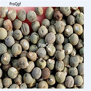 19usd Prodgf 6000Pcs A Set dark brown okra seed