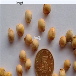 19usd Prodgf 1000Pcs A Set crystal cherry seed