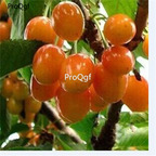 19usd Prodgf 1000Pcs A Set orange cherry seed