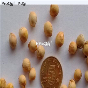 19usd Prodgf 1000Pcs A Set orange cherry seed
