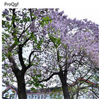 19usd Prodgf 80000Pcs A Set Paulownia Tomentosa Empress Tree Mao Pao Tong seed