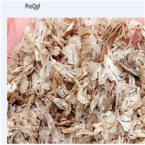 19usd Prodgf 80000Pcs A Set Paulownia Tomentosa Empress Tree Mao Pao Tong seed