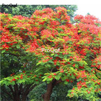 19usd Prodgf 300Pcs A Set Delonix Regia Royal Poinciana  seed