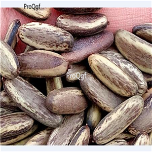 19usd Prodgf 300Pcs A Set Delonix Regia Royal Poinciana  seed