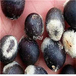 19usd Prodgf 500Pcs A Set Sapindus Mukorossi Indian Soapberry Washnut  seed