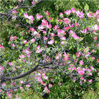 19usd Prodgf 6000Pcs A Set Dendrobenthamia Japonica Cornus Kousa  seed