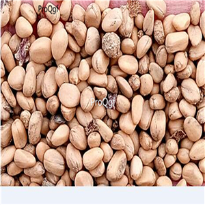 19usd Prodgf 6000Pcs A Set Dendrobenthamia Japonica Cornus Kousa  seed