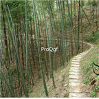 19usd Prodgf 5000Pcs A Set Phyllostachys Heterocycla Moso Bamboo seed