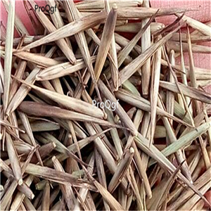 19usd Prodgf 5000Pcs A Set Phyllostachys Heterocycla Moso Bamboo seed