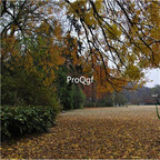 19usd Prodgf 8000Pcs A Set Pistacia Chinensis Chinese Pistache seed